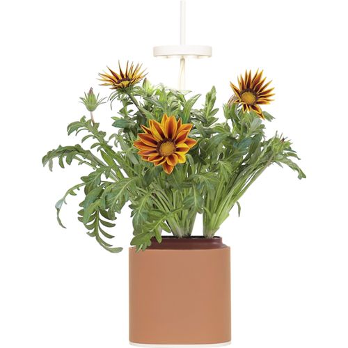 Pret a Pousser Nano Terracota inkl. Mittagsgold Samenkapsel