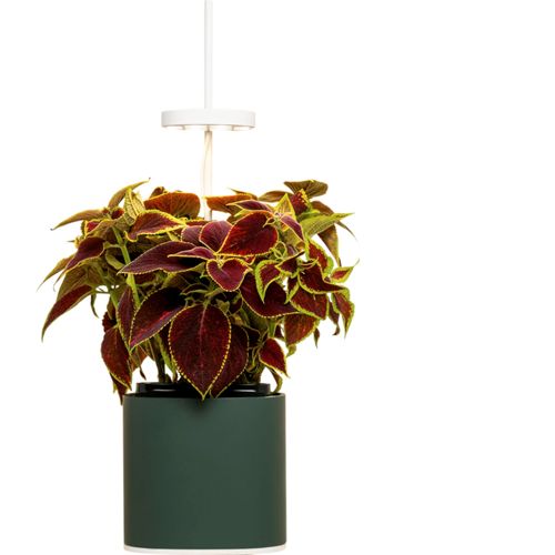 Pret a Pousser Nano Forest Green inkl. Buntnessel Samenkapsel